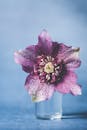 柔和的蓝色背景中，玻璃花瓶里的紫色地狱菊花图像清晰，其精致花瓣尤为突出