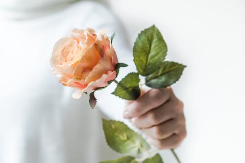 Free Close-Up Photo of Person Holding Rose Stock Photo