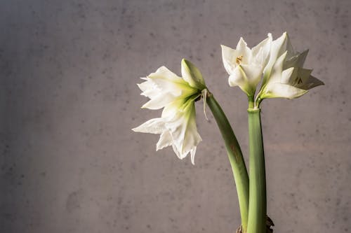 Close-Up Photo of White Flowers