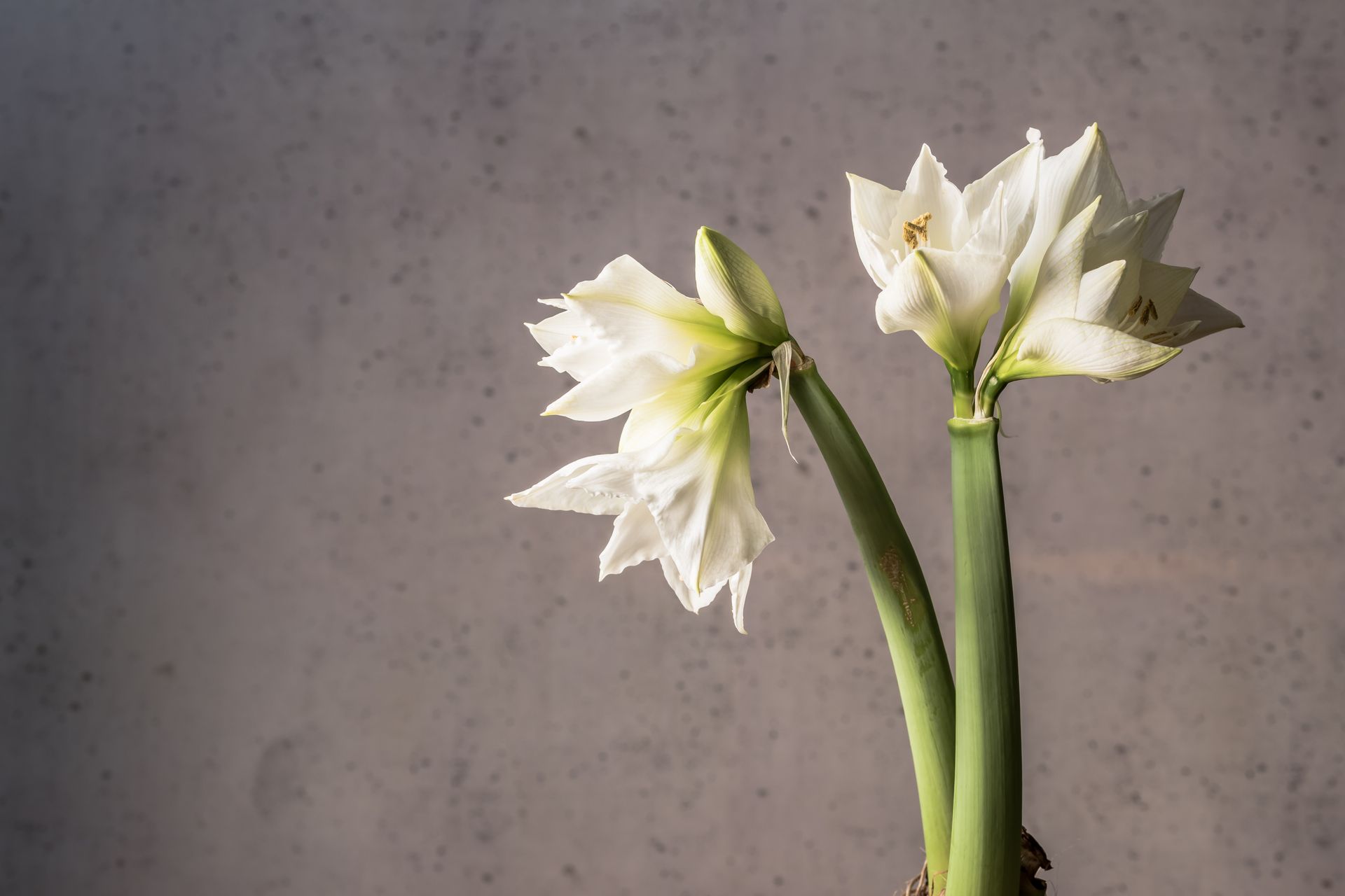 Two white amaryllis flowers in bloom adding delicate elegance to the minimalist setting.