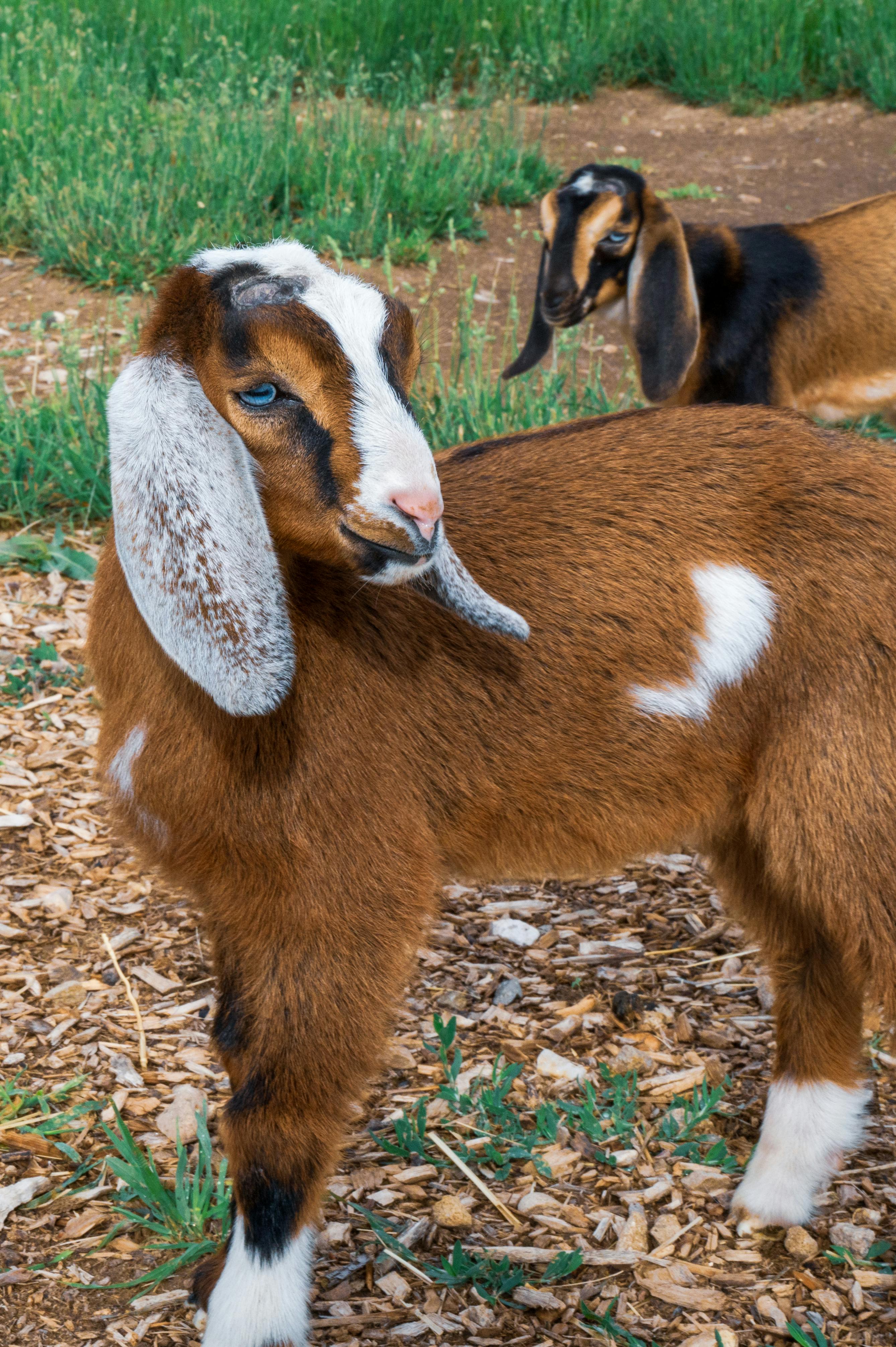 Close-up of two Anglo-Nubian goats standing in a field, showcasing their unique features and gentle nature.