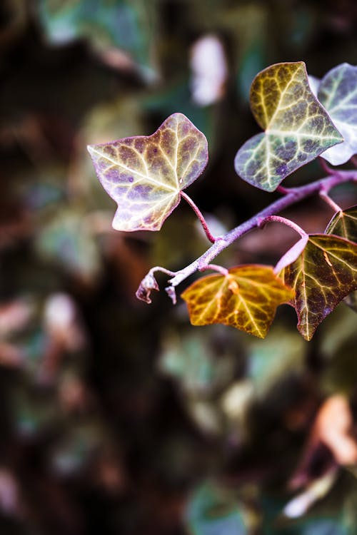 Close-up Photo of Ivy Leaves
