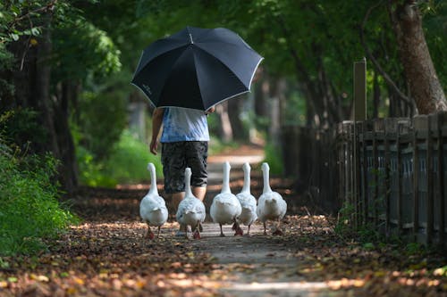 Geese Following a Person with an Umbrella