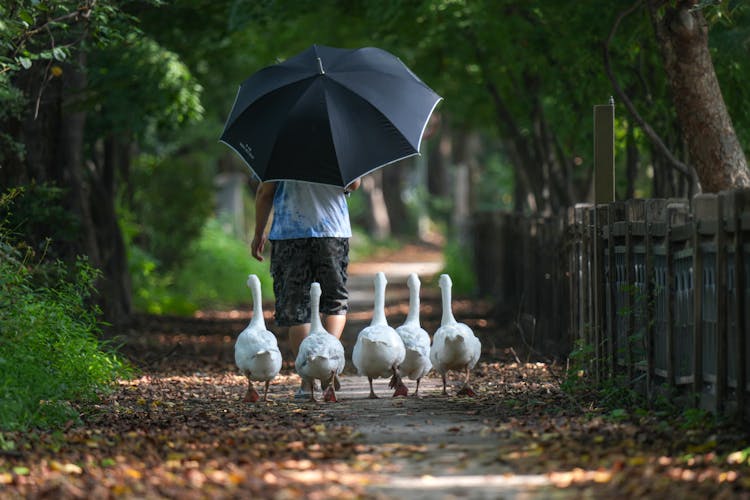 Geese Following A Person With An Umbrella