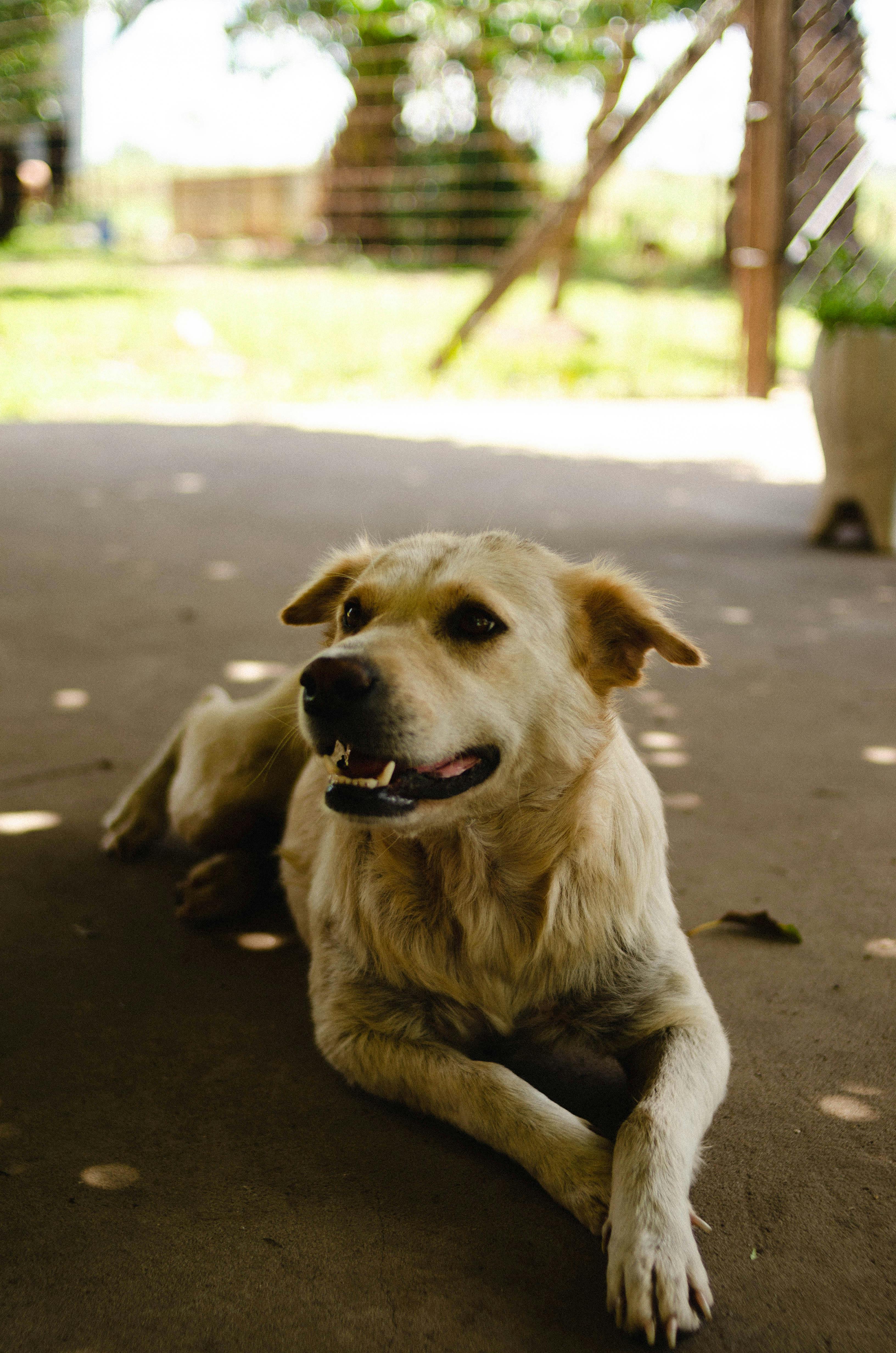 Vorbereitung der Materialien für die Hundehütte