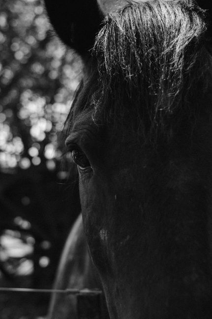 Intriguing black and white close-up portrait of a horse, showcasing its eye and texture in artistic detail.