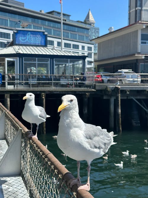 海鷗, 西雅圖 的 免费素材图片