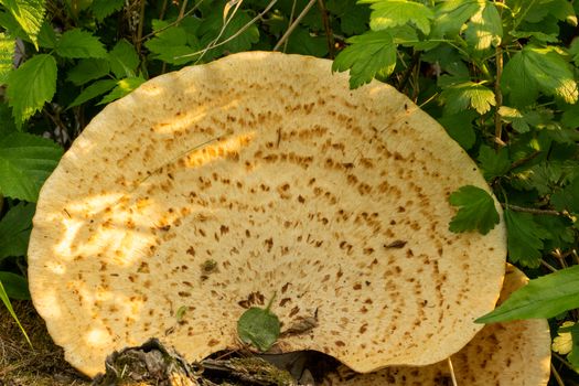 Detailed image of a large Polyporus squamosus mushroom with leafy backdrop.