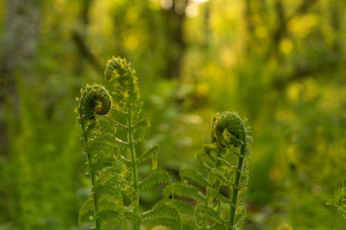 Fern Leaves in the Woods