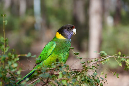 Australian Ringneck Parrot