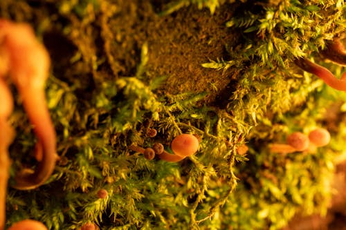 Small Mushrooms on the Ground