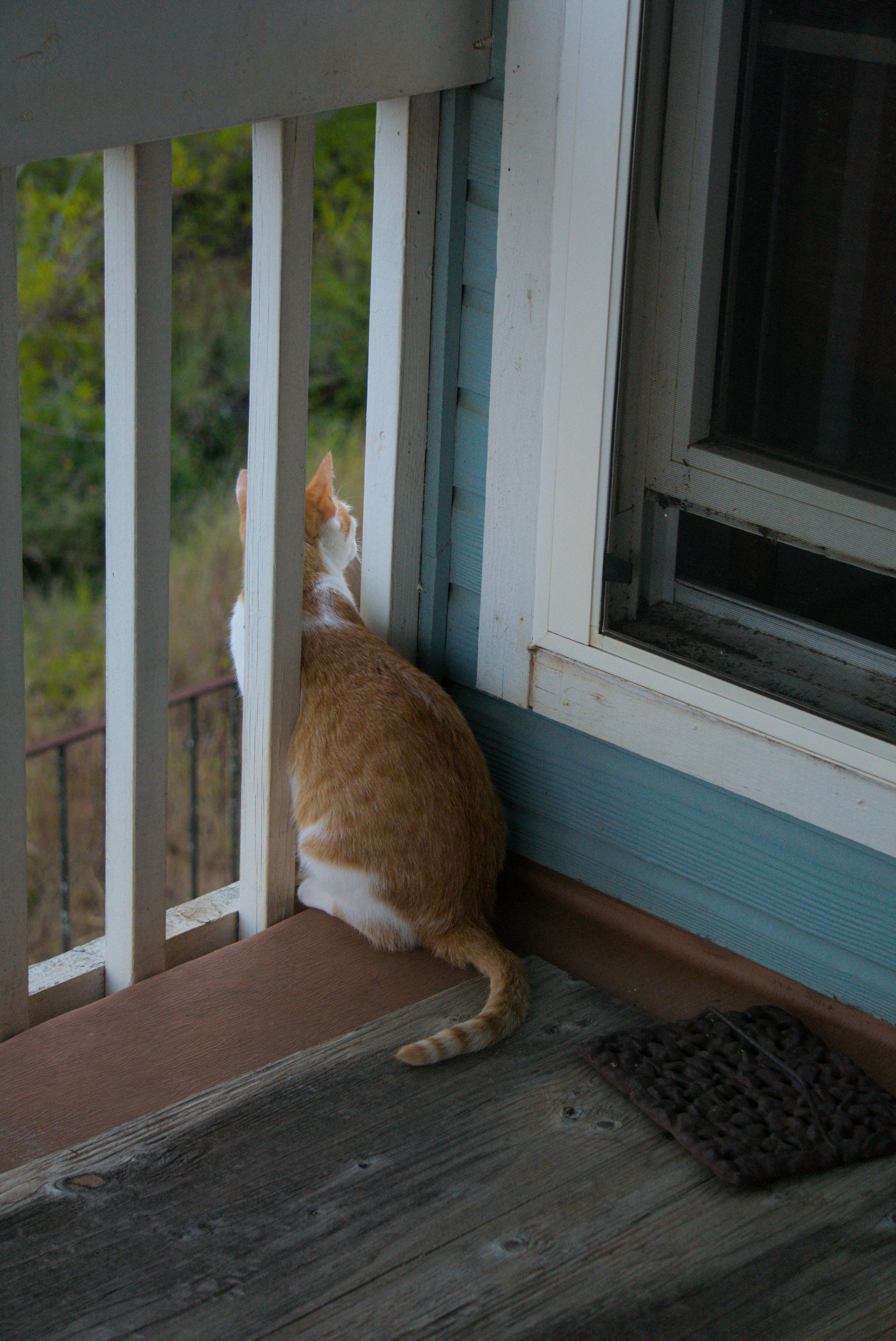 Cute Cat on the Balcony · Free Stock Photo