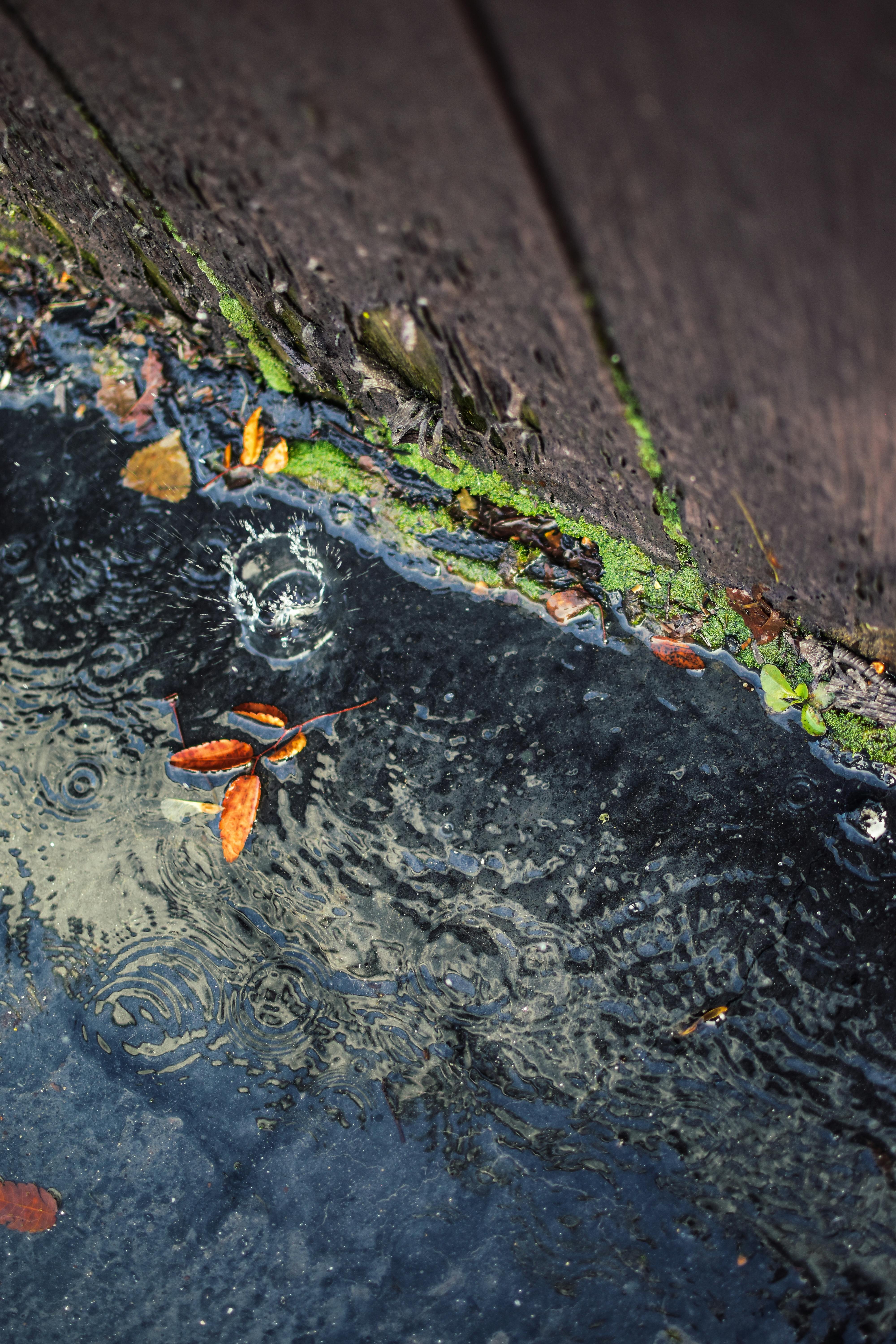 Free stock photo of after the rain, rain, raining