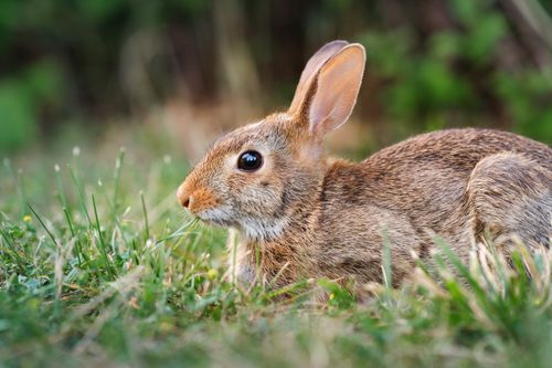 Free A detailed shot of a cottontail rabbit sitting attentively in the lush green grass. Stock Photo
