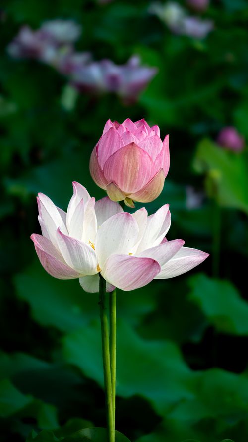 Free Stunning pink and white lotus flowers blooming in Hangzhou, China. Stock Photo