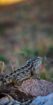 chameleon photo