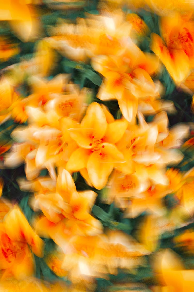 Orange Lily Flowers 