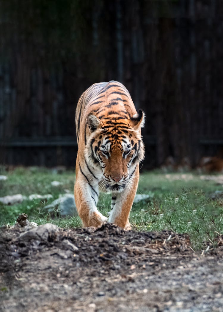 Tiger In Nature