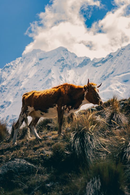 Základová fotografie zdarma na téma fotografování zvířat, hory, kráva
