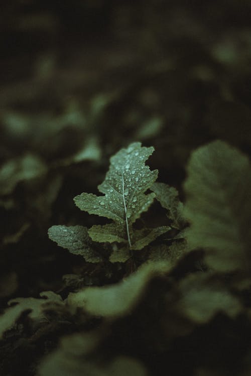 Close-Up Photo of Leaves