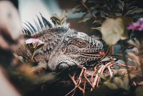 Close-Up Photo of Iguana