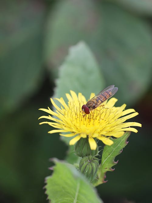Fly on Yellow Flower