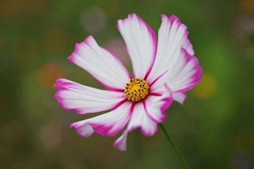 Close-up of a Pink Cosmos Flower