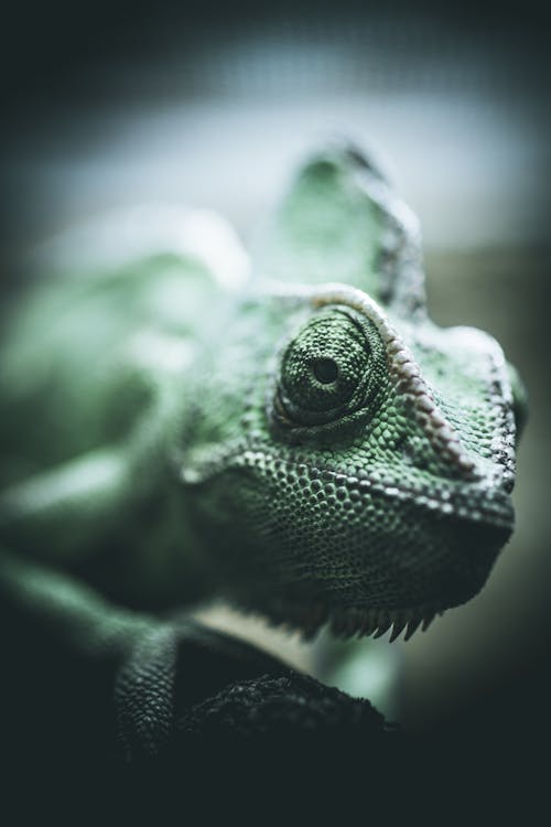 Green and White Common Chameleon