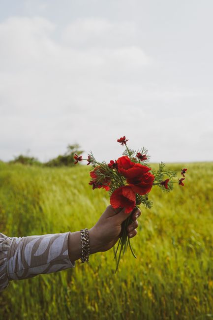A hand holding a bouquet of red wildflowers in a green summer meadow.