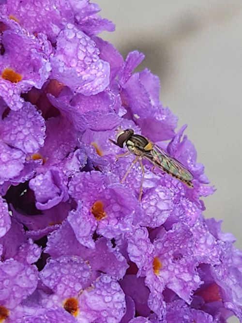 Free stock photo of animal, flower, insect Stock Photo