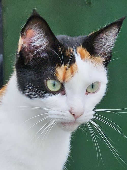 Free stock photo of animal, cat, green Stock Photo