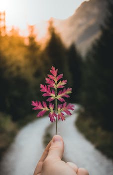 日落时分，一只手持着一片鲜艳的粉红色叶子，映衬在模糊的森林小路上