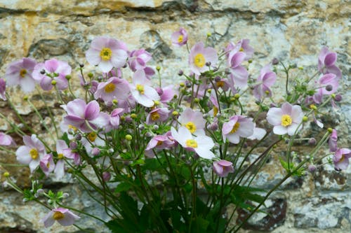 Purple Flowers near Wall