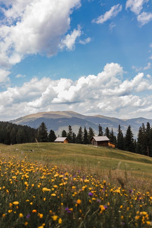 Scenic View of a Meadow in Mountains 