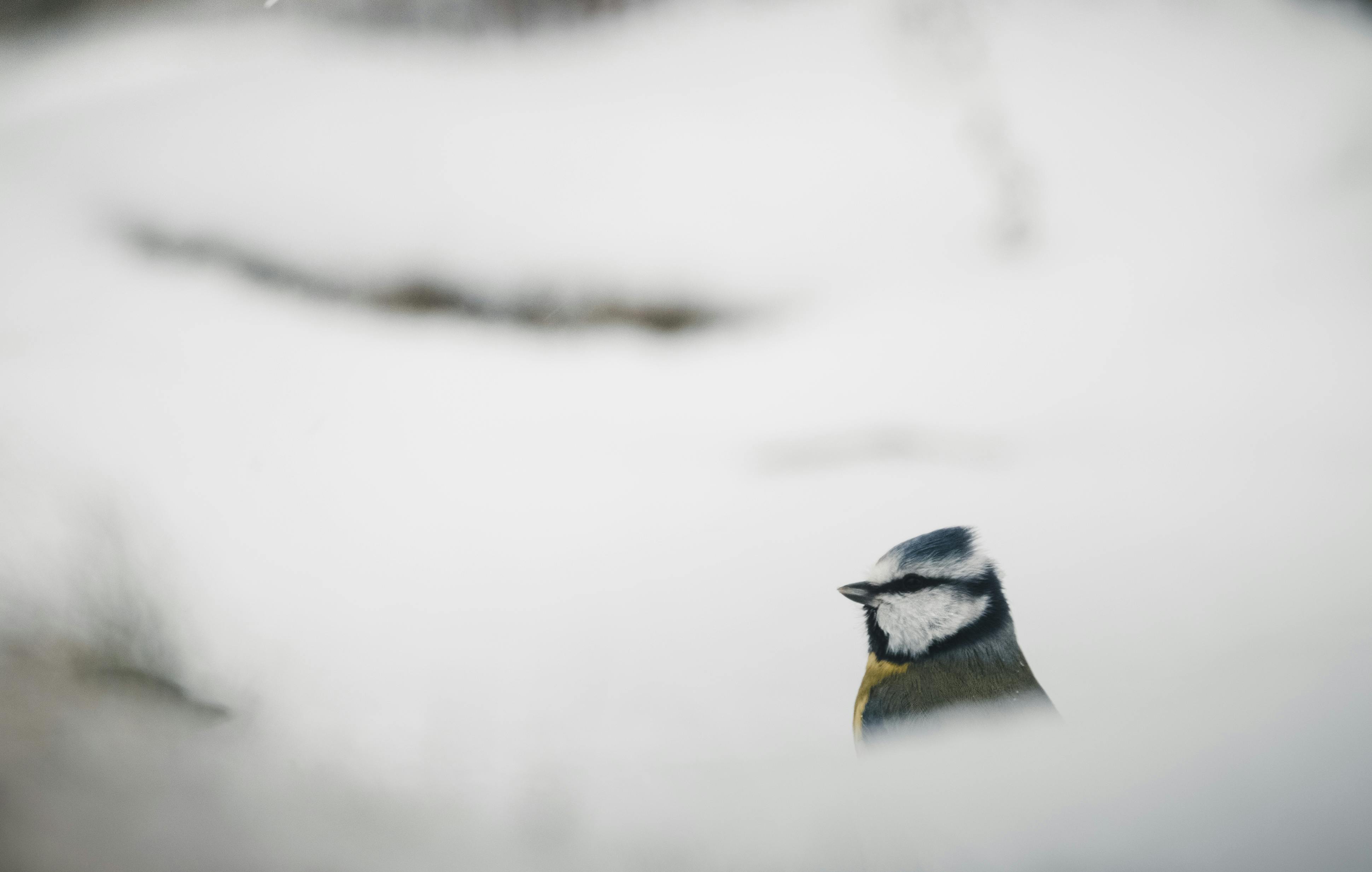 Blue Tit bird in a serene snowy setting with blurred background.
