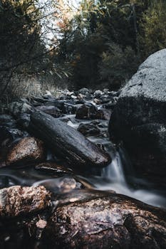 一条宁静的小溪在郁郁葱葱的森林中流淌，穿过长满青苔的岩石