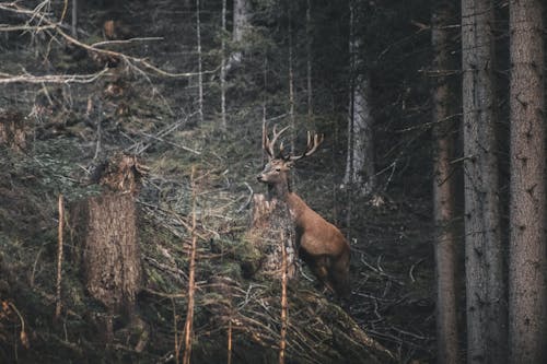 Free Reindeer In The Woods Stock Photo