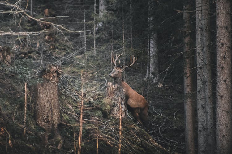 Reindeer In The Woods