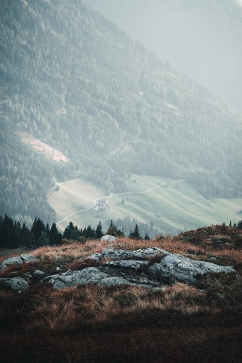 Árvores Coníferas Na Montanha