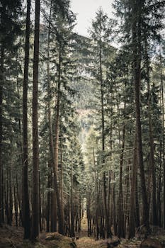 这片宁静的森林里，高大的常绿树木直指天空，非常适合大自然爱好者