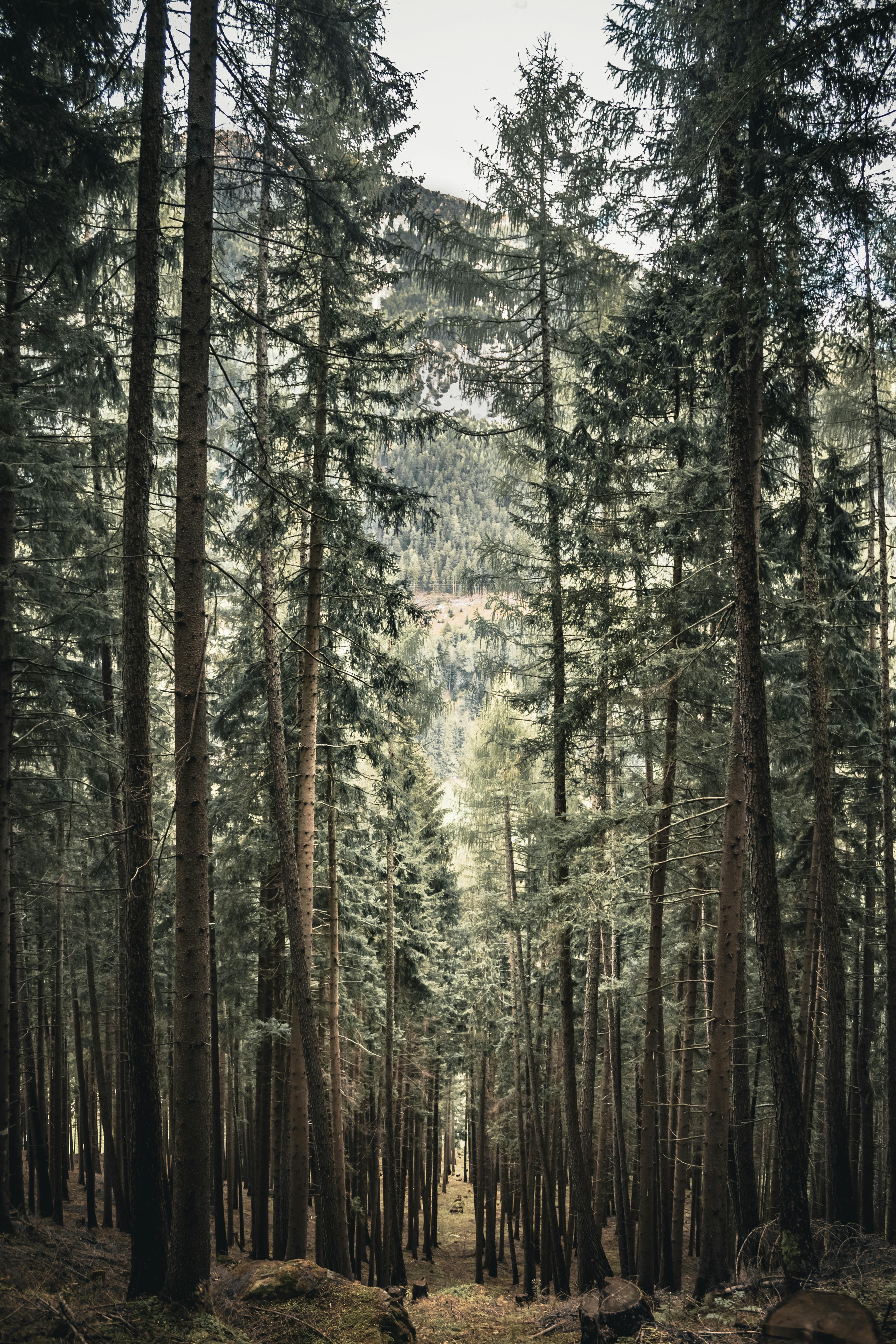 pine forest wallpaper 1920x1080