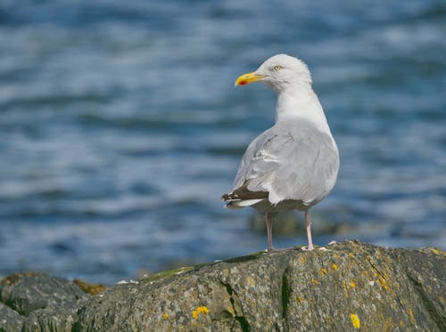 Close-up of a Seagull Standing on a Rock on a Shore 