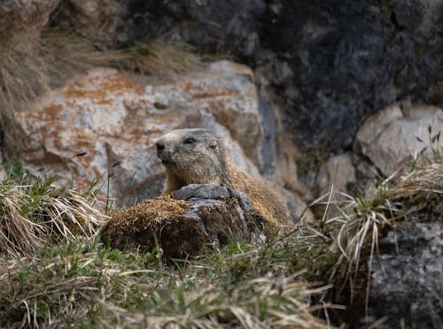 A small animal is sitting on the ground near some rocks