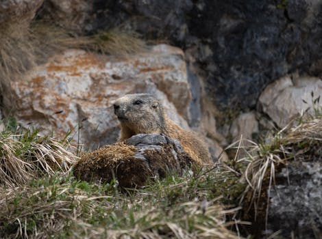 Wild marmot nestled among rocks in Tux, Tirol, showcasing natural alpine habitat.