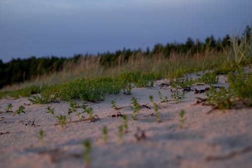 Immagine gratuita di crescendo, duna, erba
