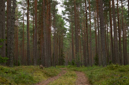 Fotos de stock gratuitas de alto, arboles, bosque