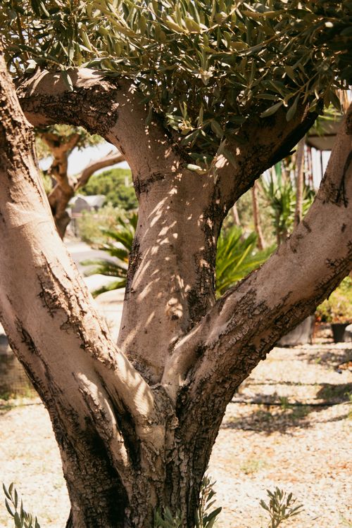 Free A sunlit tree trunk with lush foliage in a serene garden setting, showcasing the beauty of nature. Stock Photo
