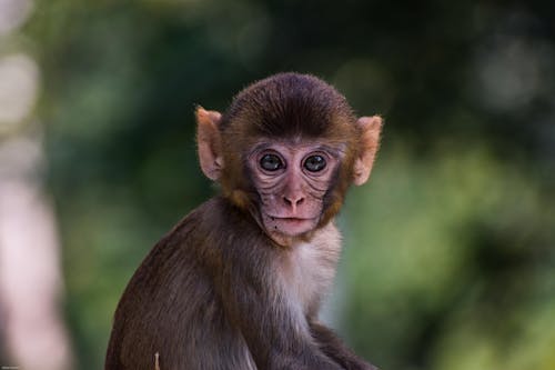 Portrait of a Cute Baby Macaque Monkey