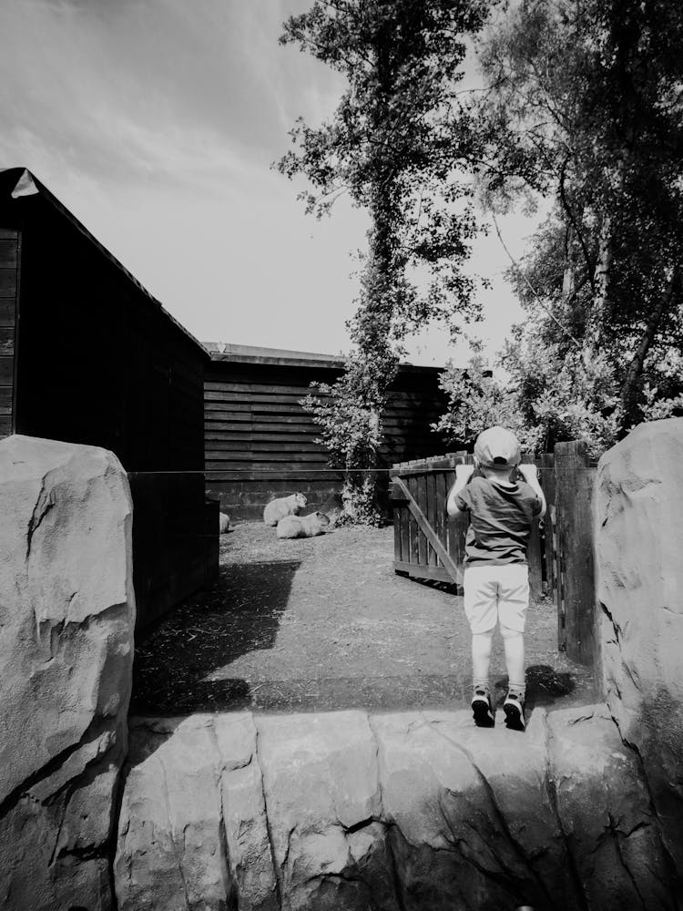 A Child At The Zoo Looking At Lions 