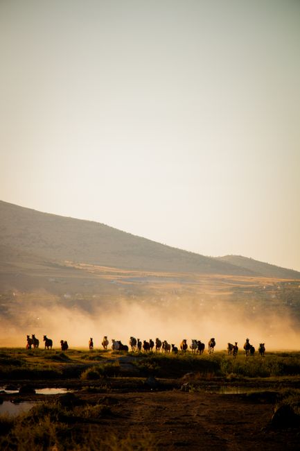 A group of horses runs through a misty valley at sunrise, casting dramatic silhouettes.